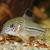 Corydoras trilineatus Julii