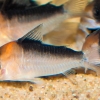 Corydoras adolfoi