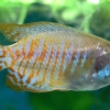 Colisa fasciatus