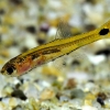 Барбоидес Грацилис (Barboides gracilis)