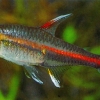 Hemigrammus erythrozonus