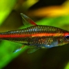 Hemigrammus erythrozonus