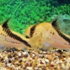 Corydoras Melini