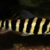 Leporinus fasciatus