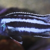 Melanochromis cyaneorhabdos