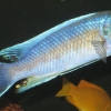 Labeotropheus trewavasae 'Chilumba'