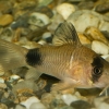 Corydoras panda