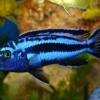 Melanochromis cyaneorhabdos