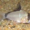 Corydoras metae