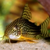 Corydoras sterbai