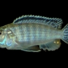 Melanochromis joanjohnsonae