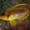 Lamprologus ocellatus 'gold'