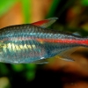 Hemigrammus erythrozonus