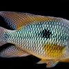 Geophagus brasiliensis