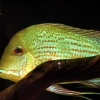 Geophagus surinamensis