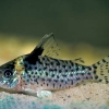 Corydoras ambiacus