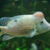 Geophagus steindachneri