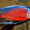 Copadichromis borleyi sp. Kadango