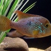 Geophagus brasiliensis