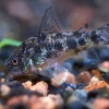 Corydoras paleatus