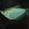 Trichogaster microlepis