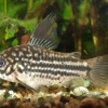 Corydoras napoensis