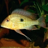 Geophagus surinamensis