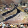 Corydoras Melini