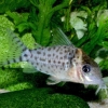 Corydoras ambiacus