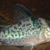 Corydoras agassizii