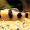 Барбус панда (Puntius fasciatus, barbus fasciatus)