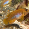 Lamprologus ocellatus 'gold'