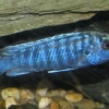 Melanochromis joanjohnsonae