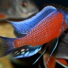 Copadichromis borleyi sp. Kadango