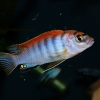 Labidochromis spec. 'Hongi'