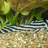 Hypancistrus zebra