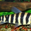 Leporinus fasciatus