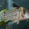 Corydoras ambiacus