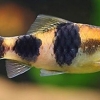 Барбус панда (Puntius fasciatus, barbus fasciatus)