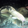 Clarias batrachus