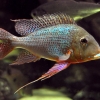 Geophagus altifrons