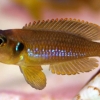 Lamprologus ocellatus 'gold'