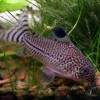 Corydoras trilineatus Julii