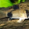 Corydoras panda