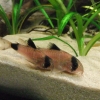 Corydoras panda