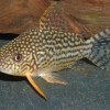 Corydoras sterbai