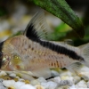 Corydoras Melini