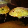 Geophagus surinamensis