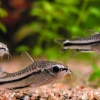 Corydoras pygmaeus