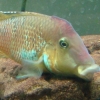 Geophagus steindachneri